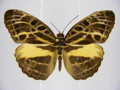 Catuna