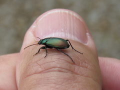 Poecilus versicolor