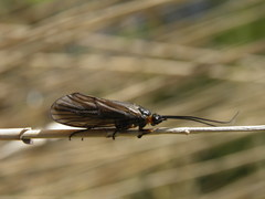 Oligotricha striata