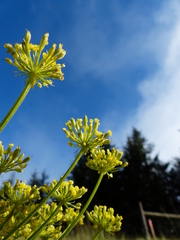 Lomatium triternatum brevifolium