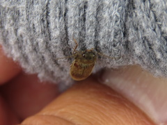 Coleoptera