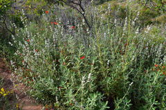 Salvia apiana × mellifera