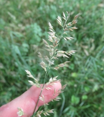 Poa arachnifera