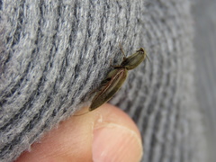Coleoptera