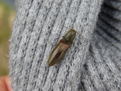 Coleoptera