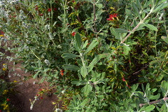 Salvia apiana × mellifera