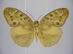 Catuna