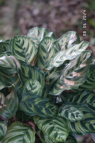 Maranta-zebrada