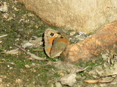 Cassionympha detecta