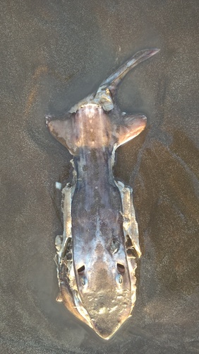 Arhynchobatidae