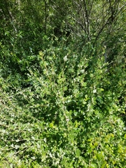 Malacothamnus fasciculatus catalinensis