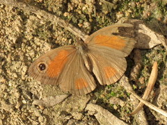 Cassionympha detecta