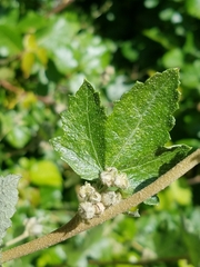 Malacothamnus fasciculatus catalinensis