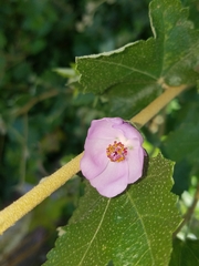 Malacothamnus fasciculatus catalinensis