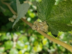 Malacothamnus fasciculatus catalinensis