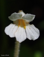 Aphyllon uniflorum