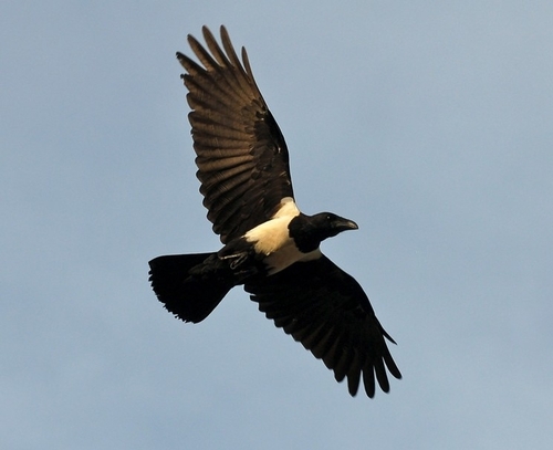Pied Crow