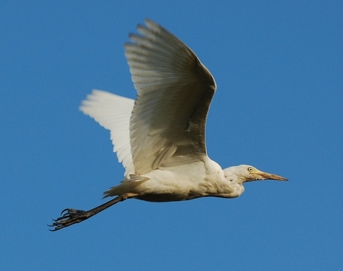 Western Cattle-Egret