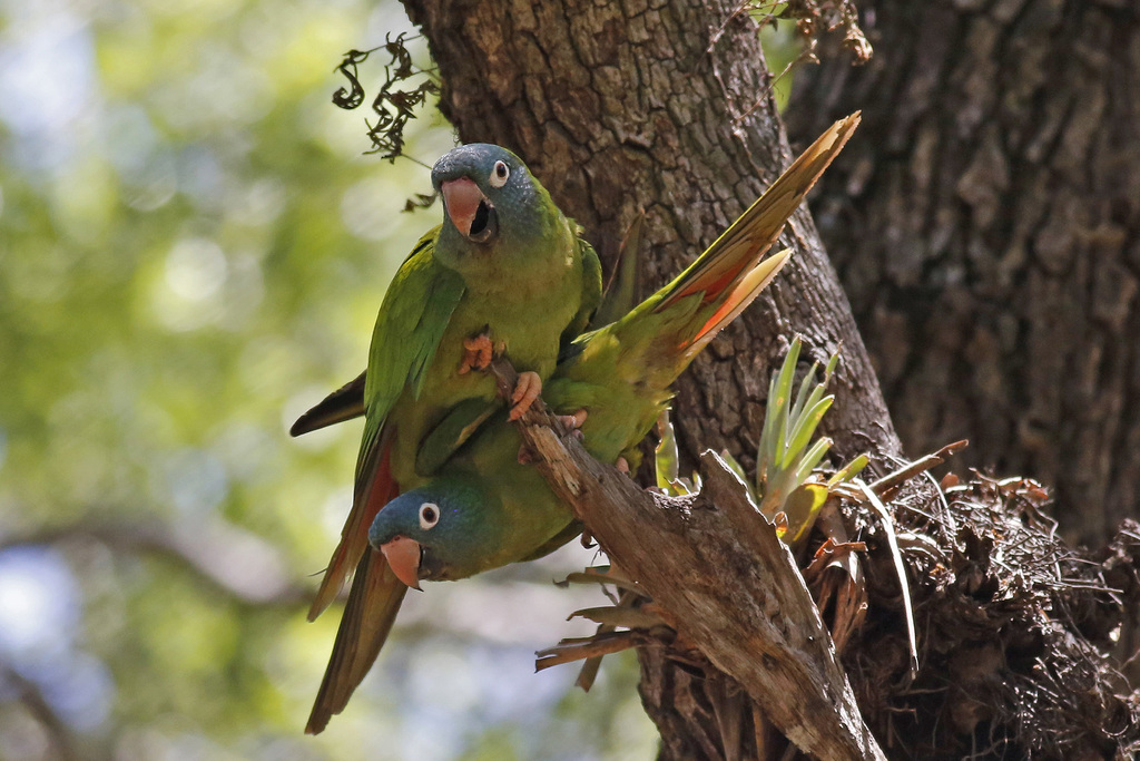 Blue-Crowned Parakeet