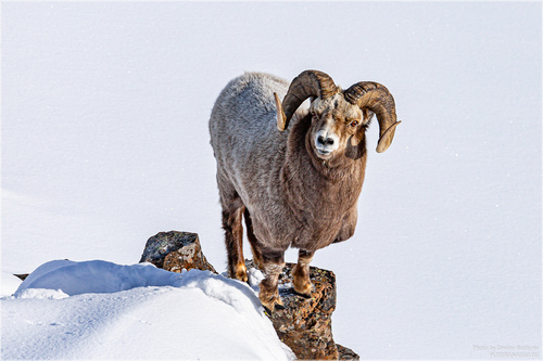 Snow Sheep (Ovis nivicola) — Least Concern Mammalia