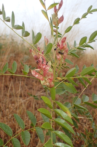 Image of Glycyrrhiza glabra by (c) Jorge Íñiguez, some rights reserved (CC BY)