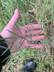 Perideridia kelloggii