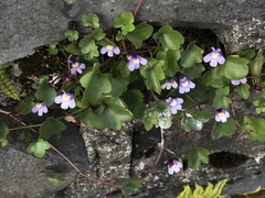Cymbalaria muralis
