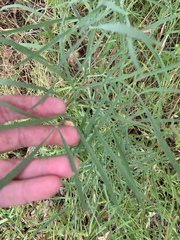 Perideridia kelloggii