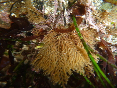 Abietinaria