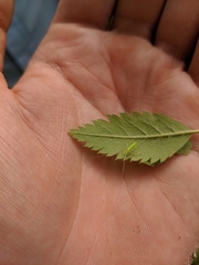 Meconema