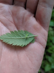 Meconema
