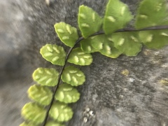 Asplenium trichomanes