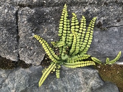Asplenium trichomanes