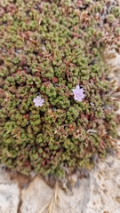 Limonium minutum