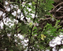 Mimosa quitensis