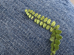 Asplenium trichomanes