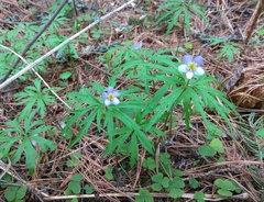 Anemonoides caerulea