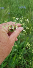 Galium xeroticum