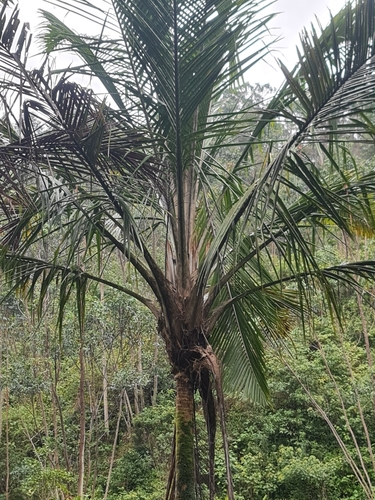 Ravenea madagascariensis