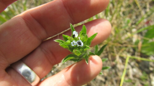 Lappula squarrosa iNat (1)