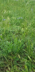 Galium xeroticum