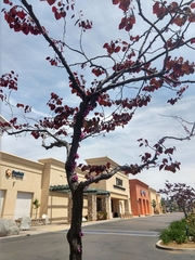 Tracheophyta