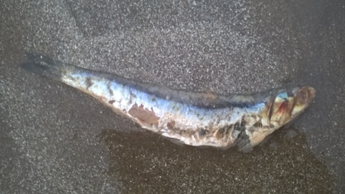 Engraulis anchoita