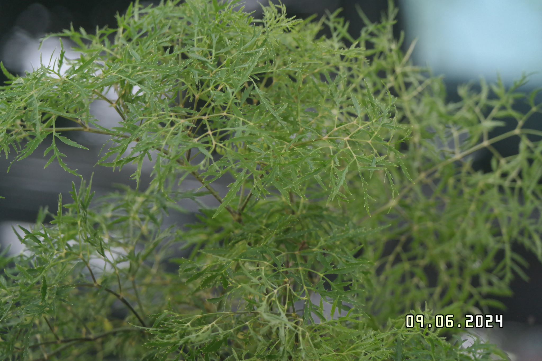 Imagem de Bonsai-Havaí