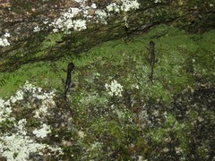 Plethodon yonahlossee