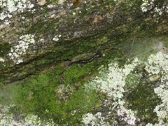 Plethodon yonahlossee