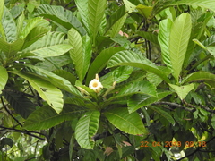 Kutchubaea sericantha