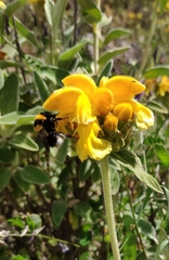 Bombus argillaceus