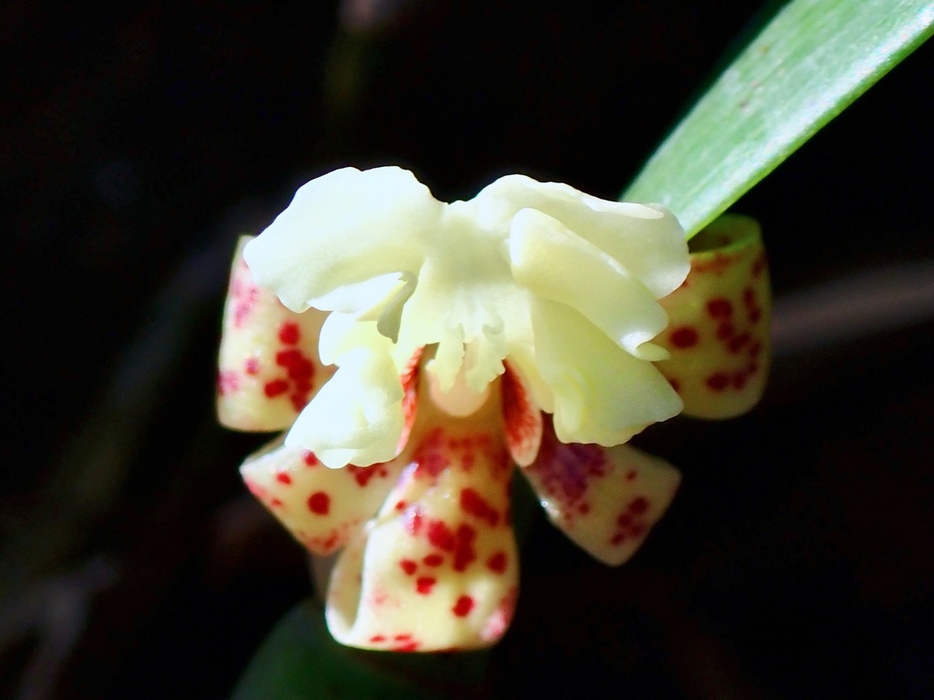 Dendrobium plicatile Lindl. 2