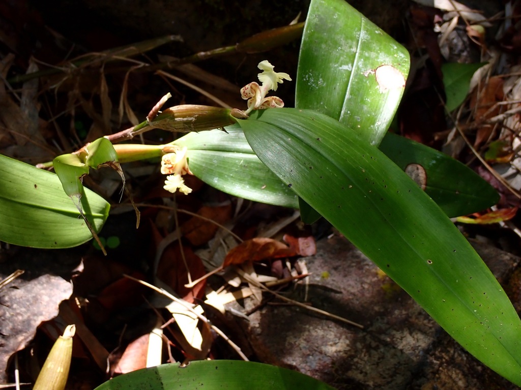 Dendrobium plicatile Lindl. 3